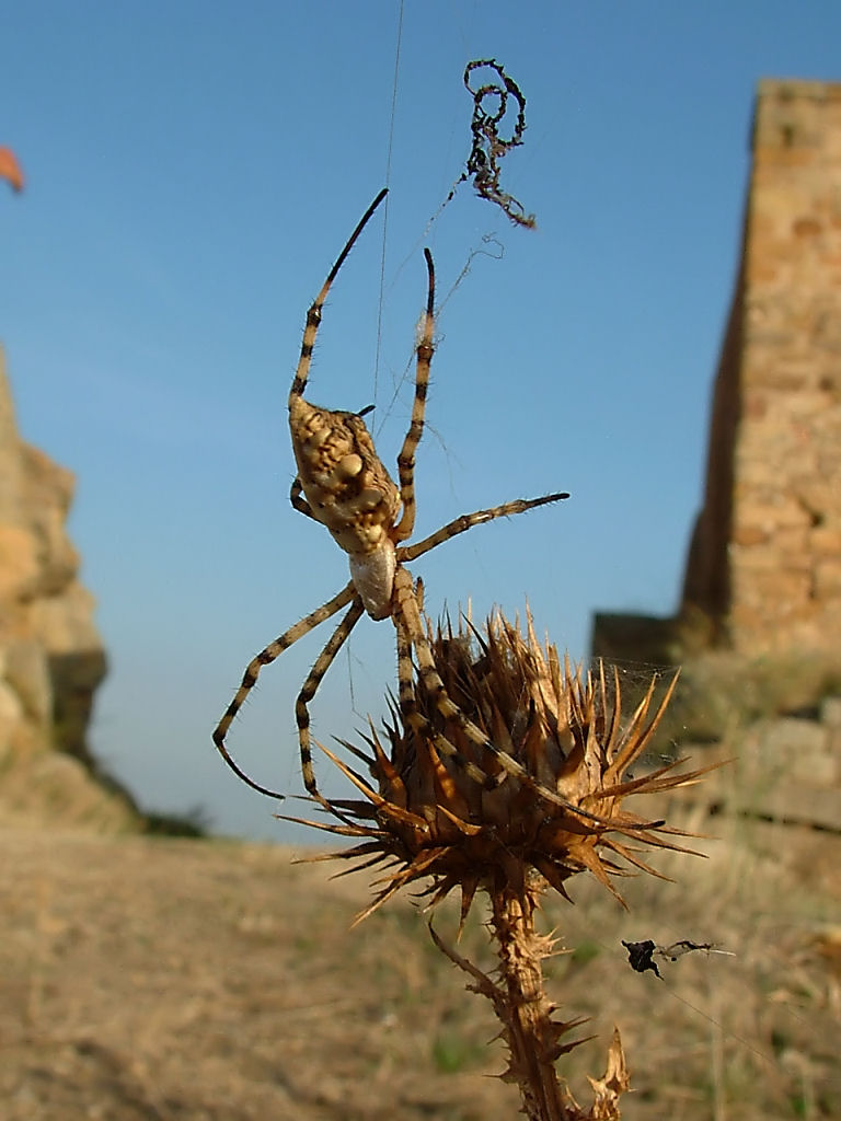 ... ammazza... quant'' grande... (Argiope lobata)